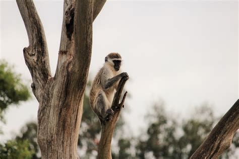 500+ Monkey In Tree Pictures [HD] | Download Free Images on Unsplash