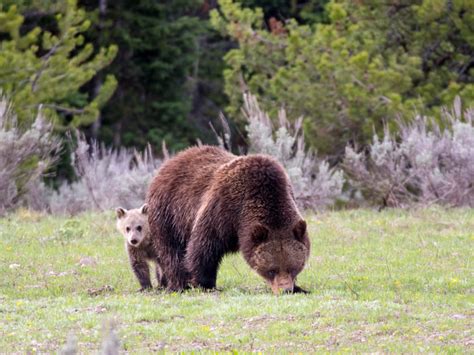 Yellowstone Ecosystem Grizzlies Once Again Protected - Wyoming Wildlife ...