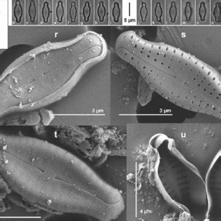 a-u) Fig. 3a: Reproduction of the holotype material illustrated in... | Download Scientific Diagram