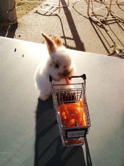 50+ Of The Cutest Bunnies Ever | Bored Panda