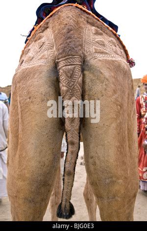 camel tail Stock Photo: 15241907 - Alamy