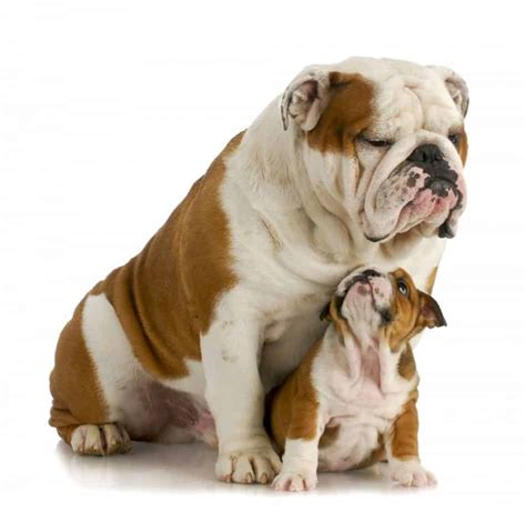 The British Bulldog – Top Lap Dogs