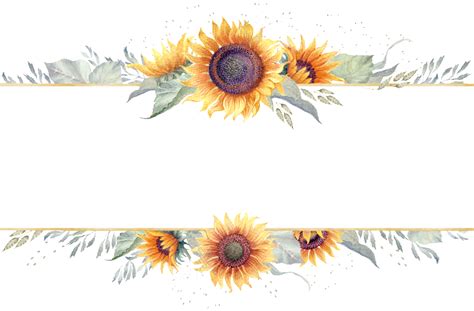 Sunflower border png, Sunflower border png Transparent FREE for download on WebStockReview 2024