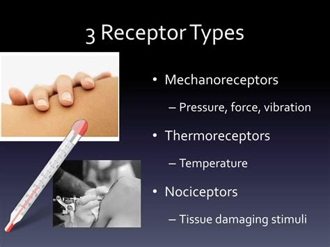 PPT - Human Touch and Pain Receptors PowerPoint Presentation, free download - ID:2486648