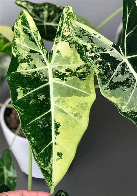 Alocasia frydek variegated | Alocasia plant, Ornamental plants, Exotic plants