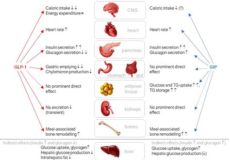 The evolving story of incretins (GIP and GLP‐1) in metabolic and ...