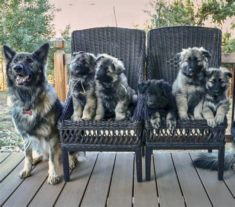 ISSA Shiloh Shepherd breeders, puppies