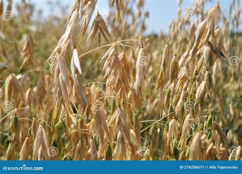 Reaching the Harvest in the Field, Growing Oats Harvesting Stock Image ...