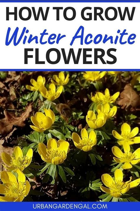 How To Grow Winter Aconite Flowers | Planting flowers, Growing plants, Flowers