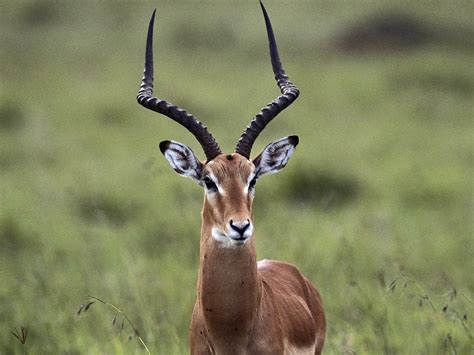 The meaning and symbolism of the word - «Gazelle»