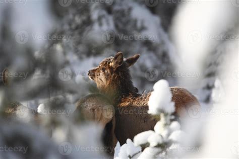 Elk in winter 6235856 Stock Photo at Vecteezy