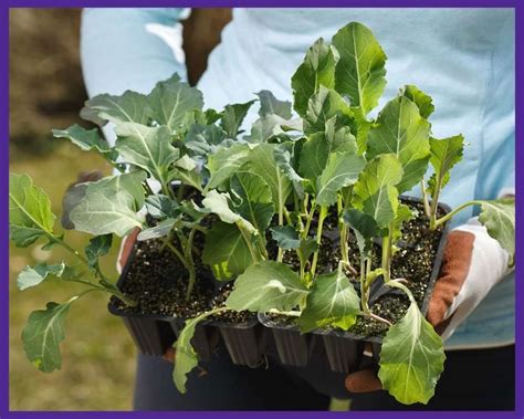 How to Plant & Grow Cauliflower from Seeds - Together Time Family