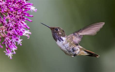 Volcano Hummingbird - Owen Deutsch Photography