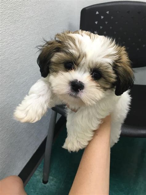 Shih Tzu at 2 Months | Shitzu puppies, Cute puppies, Shih tzu puppy