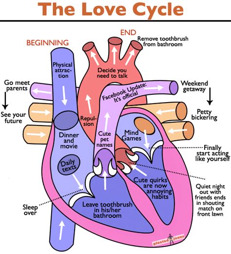 The Love Cycle (Chart)