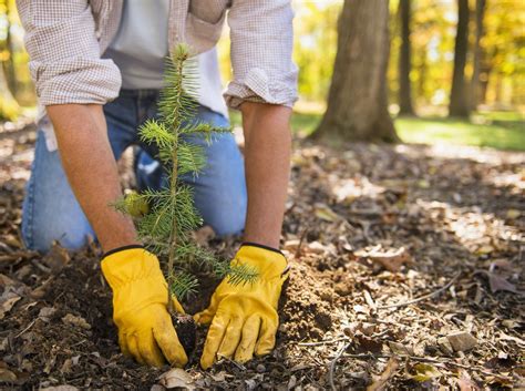 Tree Planting in Toronto, Planting Trees Toronto | Tree Doctors Inc.