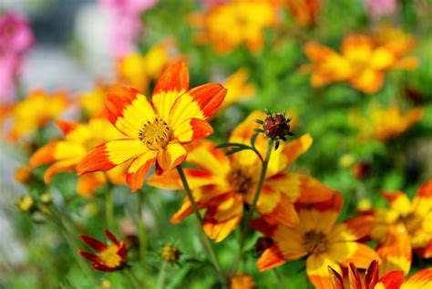 Bidens: varieties, care & winter hardiness - Plantura