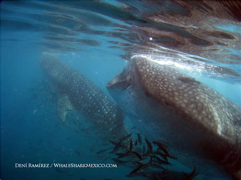 Rhincodon typus | Shark-References