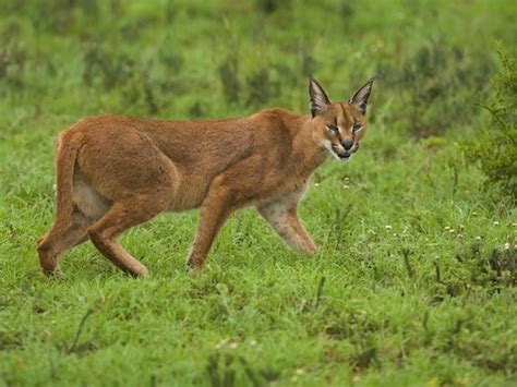 Caracal - Feline Facts and Information