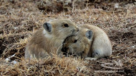 Mammals - Plateau Wildlife