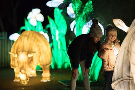 Wild Lights @ Dublin Zoo I Night Time Spectacular