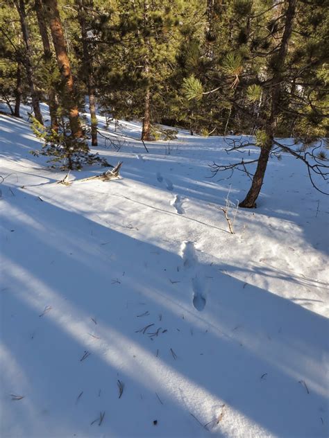 A Colorado Hunter's Life: Coyote Tracks