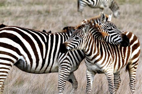 Hearst Castle Zebras Photograph by Jose M Beltran