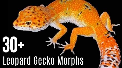 Rare Leopard Gecko Morphs