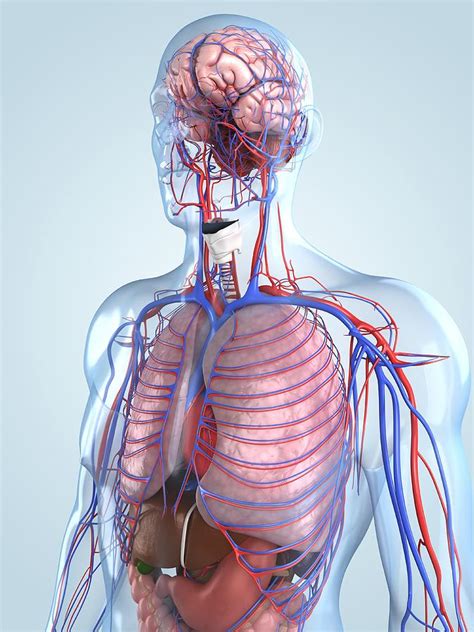 Human Anatomy, Artwork Digital Art by Sciepro