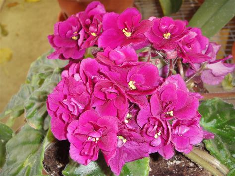 I love growing things, here is my African violet | African violets ...