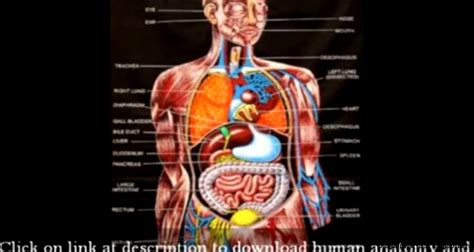 Human Anatomy Online | HD Wallpapers Plus