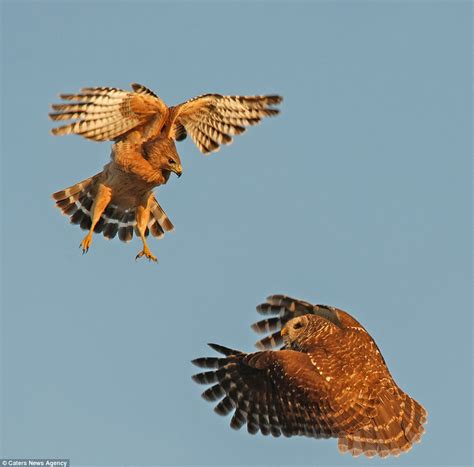 Owl in dramatic mid-air battle with hawk that landed too near its nest | Daily Mail Online