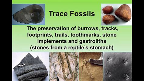 Four Types Of Trace Fossils