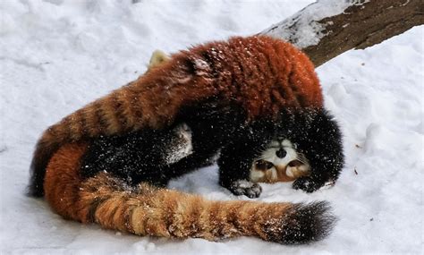 Usually solitary red panda cubs amaze zoo crowd with playful fight and ...