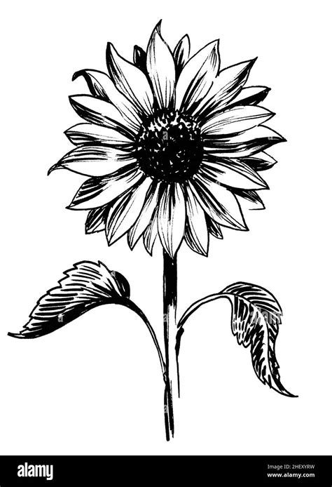 Blossoming sunflower. Ink black and white drawing Stock Photo - Alamy