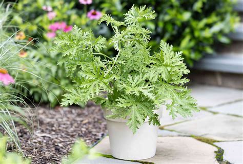 How to Grow and Care For Citronella Plant