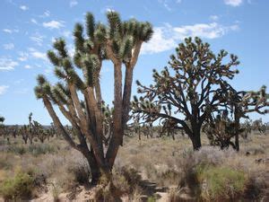 Mojave National Preserve – Wikitravel