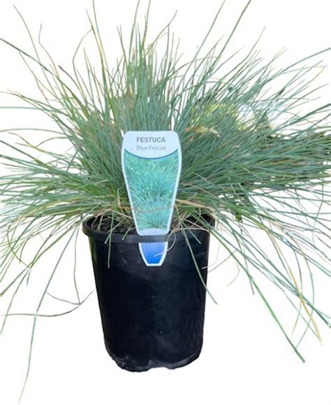 FESTUCA GLAUCA 140MM | The Garden Feast