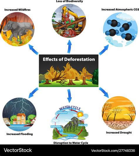 Chart showing effects deforestation Royalty Free Vector