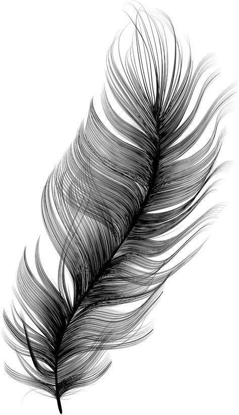 Vector Feather | Images :: Behance