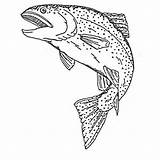 Brook Trout Sketches Sketch Coloring Page sketch template