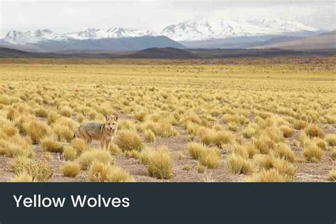 Yellow Wolves: Do They Exist? (Species, Images & More)