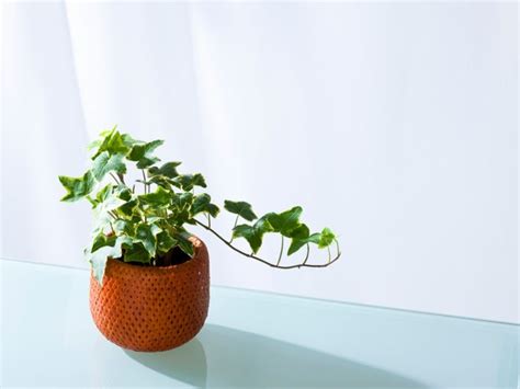 Ivy Plant Care: Tips For Growing Ivy Indoors | Ivy houseplant, Ivy plants, Plant care