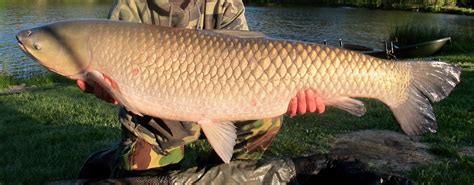 Grass carp images - fishing France | Etang de Azat-Chatenet