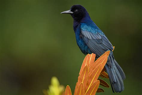 Boat-tailed Grackle – Eric Mitch Photography