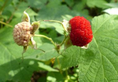 Thimbleberry: Pictures, Flowers, Leaves & Identification | Rubus parviflorus