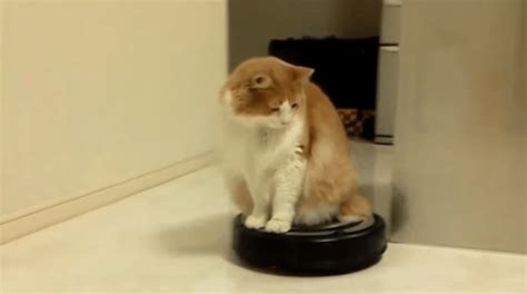 A compilation of cats on Roomba videos on Steve Dale's pet blog