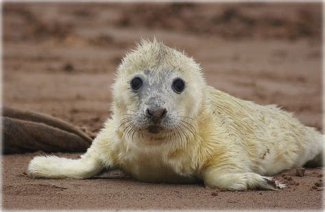 20 Cuteness Overloaded Newborn Animals - Best Photography, Art, Landscapes and Animal Photography