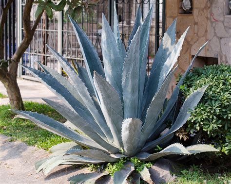 Agave tequilana / IPlantz