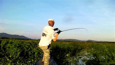 Big Snakehead !!! Wild Toman Fishing Thailand !!! Heavy Cover Terrains By BKKGUY - YouTube